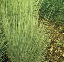 Little bluestem (Schizachyrium scoparium).