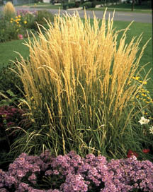 Karl Foerster’s feather reed grass, Calamagrostis x acutiflora ‘Karl Foerster
