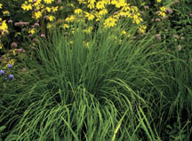 Prairie dropseed (Sporobolus heterolepis).