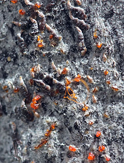 Oystershell scale injuries often weaken plants so they become susceptible to plant pathogens