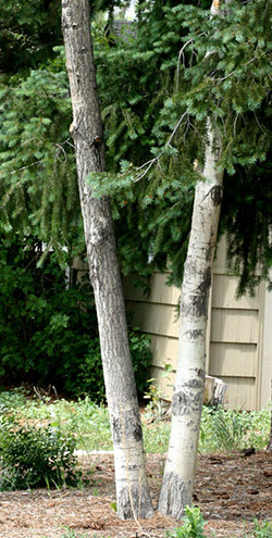 Affected areas of aspen bark later develop a fissured appearance, as indicated by the trunk on the left