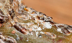 Eggs of the oystershell scale, exposed from under the waxy cover of the mother.