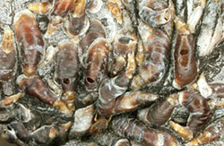 Sometimes holes are present in the scale cover, which indicated the insect has been attacked by a parasitic wasp.