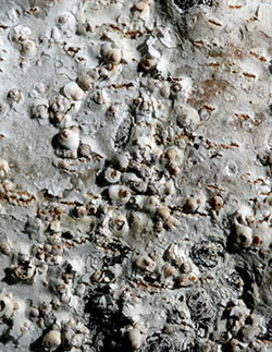 Poplar scales on aspen. The waxy cover of the poplar scale is round and often blends very well with the bark of aspen.