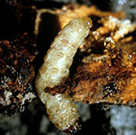 Peachtree borer larva in the base of a peach.