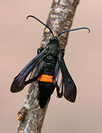Peachtree borer, adult female. 