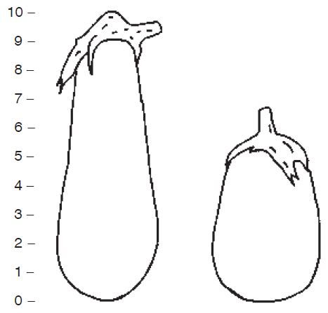Illustration of two eggplant varieties shown on a growing chart. Eggplant on left is elongated and reaches 10 inches. Eggplant on right is pear-shaped reaching 6 inches.