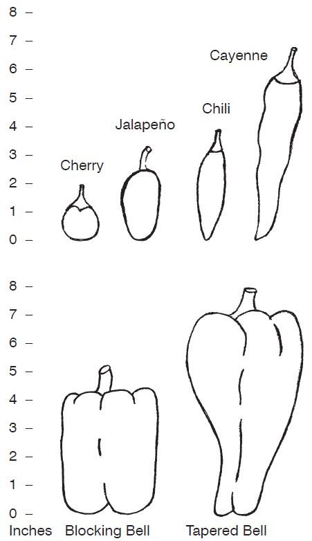Illustration of 6 pepper fruit types. Cherry reaching 2 inches, jalapeno reaching 3 inches, Chili reaching 4 inches, cayenne reaching 6+ inches, blocking bell reaching 4 inches, tapered bell reaching 7 inches. 