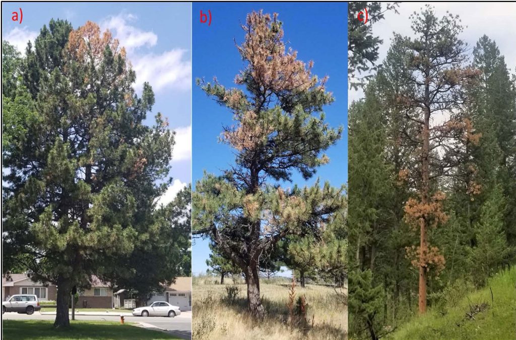 Three images showing Pine Wilt Disease in Early (a), Mid (b), and Late (c) Stages