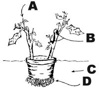 Illustration of a poinsettia plant pruned, pinched, and placed outdoors after danger of spring frosts. A: New shoots pinched in late August. B: Early summer pruning. C: Garden soil. D: Gravel.