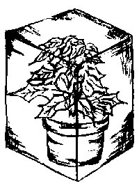 Illustration of placing a wastebasket or opaque box to keep the plant in darkness for 14 hours a day.  Start October 1 and 
continue until color shows in top bracts. 