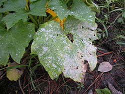 A plant infected with powdery mildew disease.