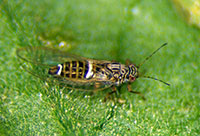 Adult potato/tomato psyllid.