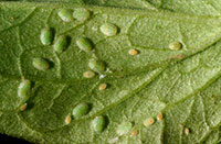 Potato/tomato psyllid nymphs in various stages on the underside of a tomato leaf.