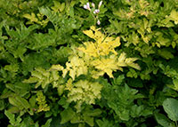 Bright yellowing of potato leaves in response to psyllid yellows, a disease that develops in response to the toxic saliva of the potato/tomato psyllid.