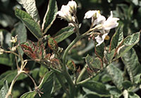 Purpling and slight leaf curling symptom associated with psyllid yellows on some plants.