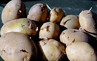 Premature sprouting is a common effect of potatoes grown from plants damaged by psyllid yellows.