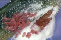 Pine needle scale exposed from cover while laying eggs. 