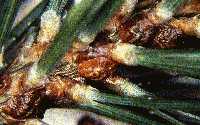 Magnified striped pine scale on pine needles