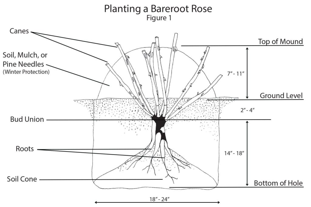 Diagram of how to plant a Bareroot Rose Figure 1