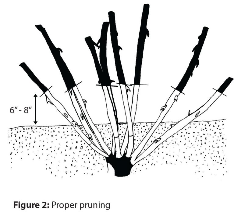 Diagram showing proper pruning of a planted rose bush showing cuts 6 inches to 8 inches above ground.