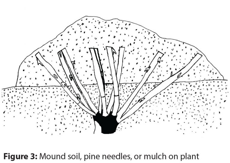Diagram showing mounded soil, pine needles, or mulch on top of the exposed rose bush
