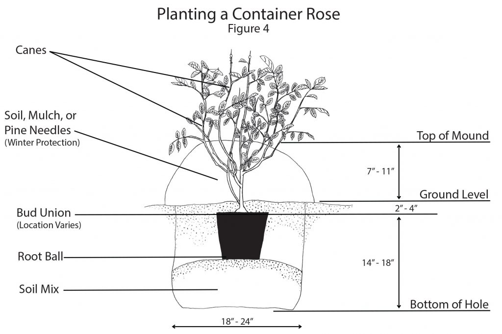 Planting a Container Rose diagram.