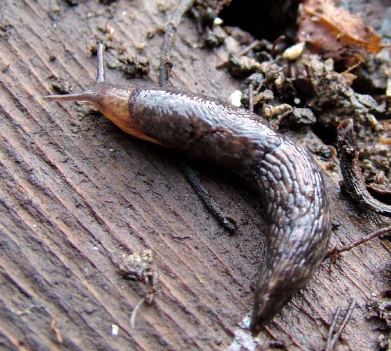 Slug found beneath rotten planter underneath a cherry tree