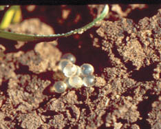 Translucent slug eggs magnified.