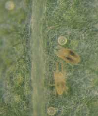 Honeylocust spider mites, with eggs.