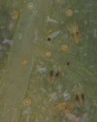 Twospotted spider mites, with eggs.