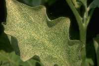 Twospotted spider mite injury to eggplant.