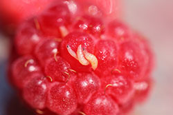 Small, cream-colored larvae of spotted-wing drosophila on a raspberry