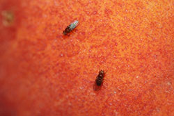 Adults of a “vinegar fly” or “small fruit fly” on an overripe peach