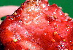 Adults of a “vinegar fly” or “small fruit fly” on an overripe peach. 