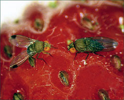 Adult male (left) and female (right) spotted-wing drosophila. 