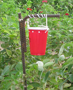 Trap design for spotted-wing drosophila. A red plastic cup with a clear top with entry holes punched near the top.
