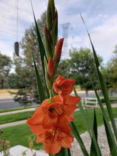 Orange gladiolus blooms