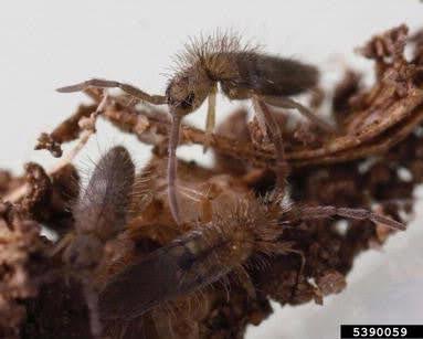 Springtail adult 1.5 mm long