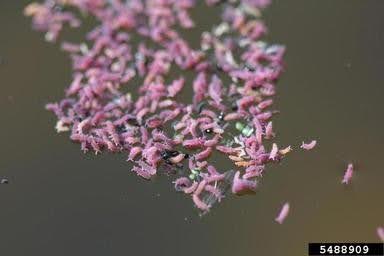 Entomobyrid springtails massed on the surface of a small pool of water.
