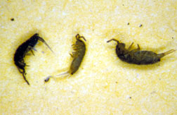 Springtails.