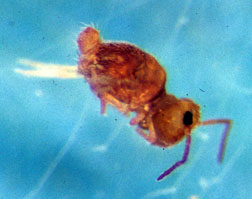 Globose springtail.