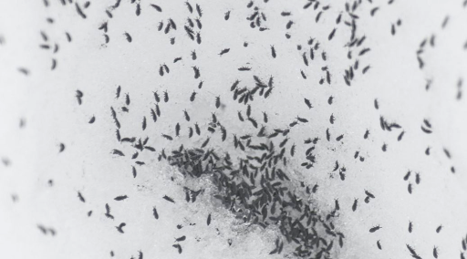 Snowfleas, order Collembola.