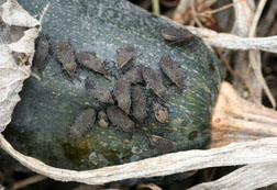Several squash bugs on a dark green squash.