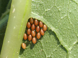Squash bug eggs on the underside of a leaf. 
