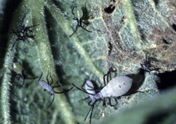 Late-stage squash bug nymphs.