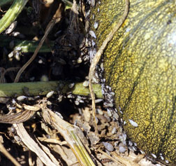 Squash bugs on pumpkin