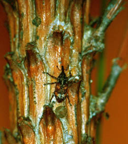 White pine weevil adult crawling on a branch.