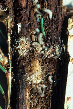 White pine weevil larvae exposed under bark.