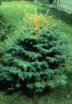 White pine weevil damage on spruce shows top of the tree browning